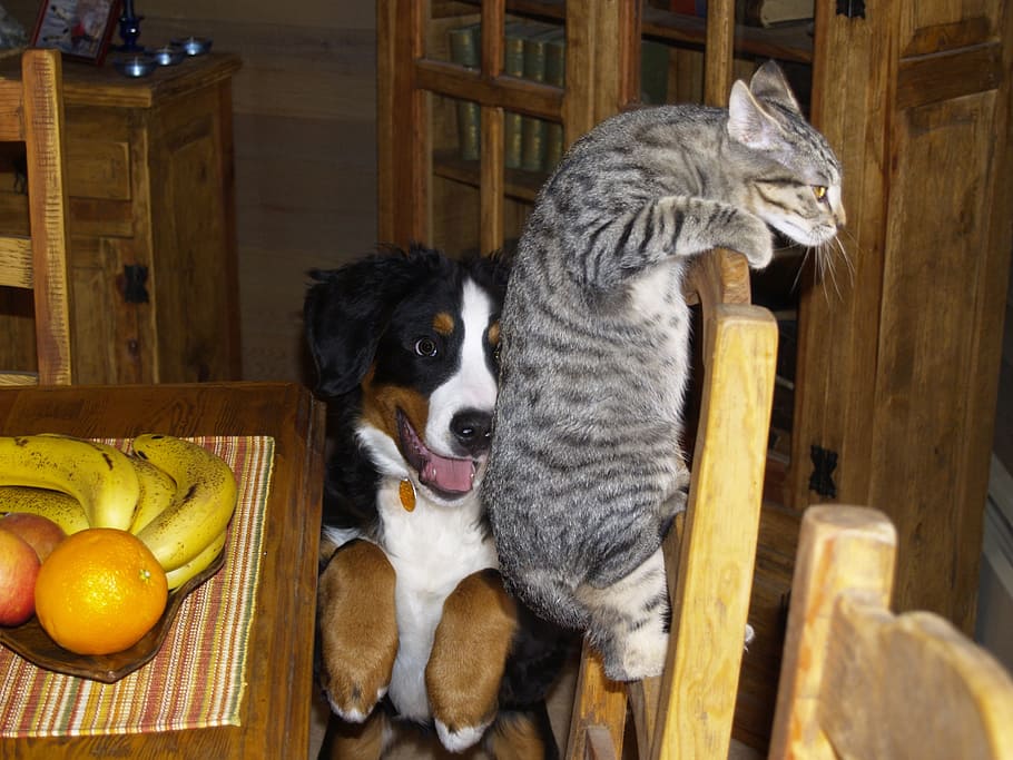 brown tabby cat beside Bernese mountain puppy, pets, playful HD wallpaper