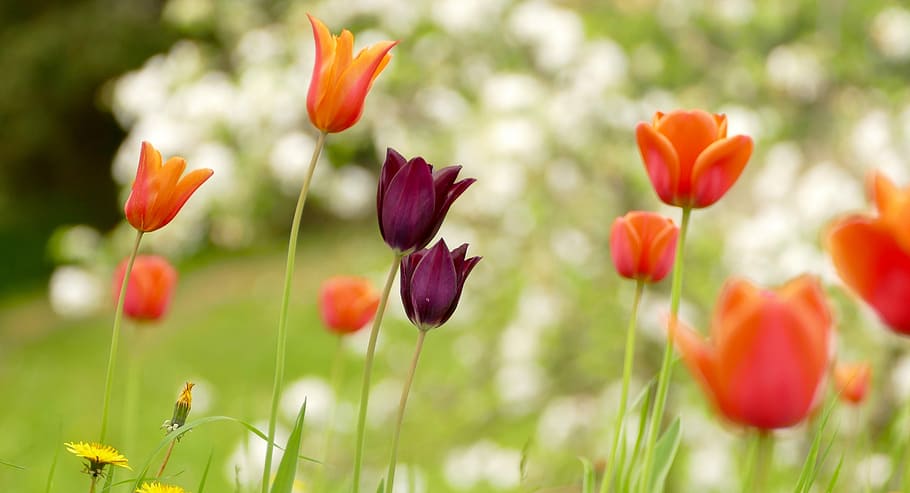 close-up photo of orange and purple flowers, nature, flora HD wallpaper