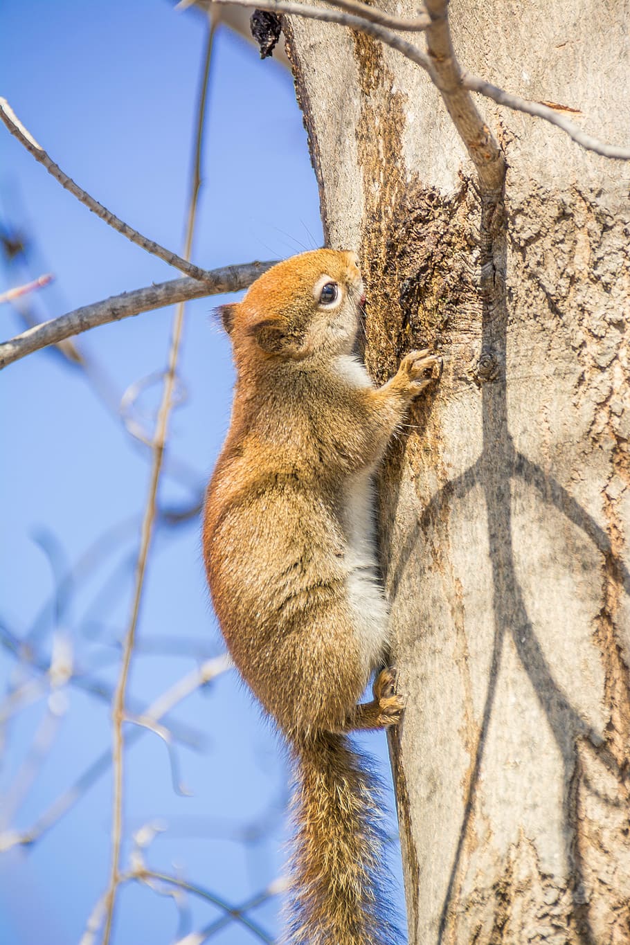 red squirrel, rodent, nature, wildlife, cute, small, furry HD wallpaper