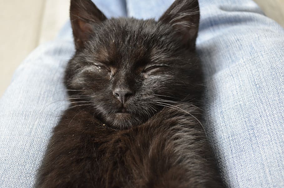 Sleep, Hugo, Black, Black Cat, Face, cat baby, animals, nature HD wallpaper