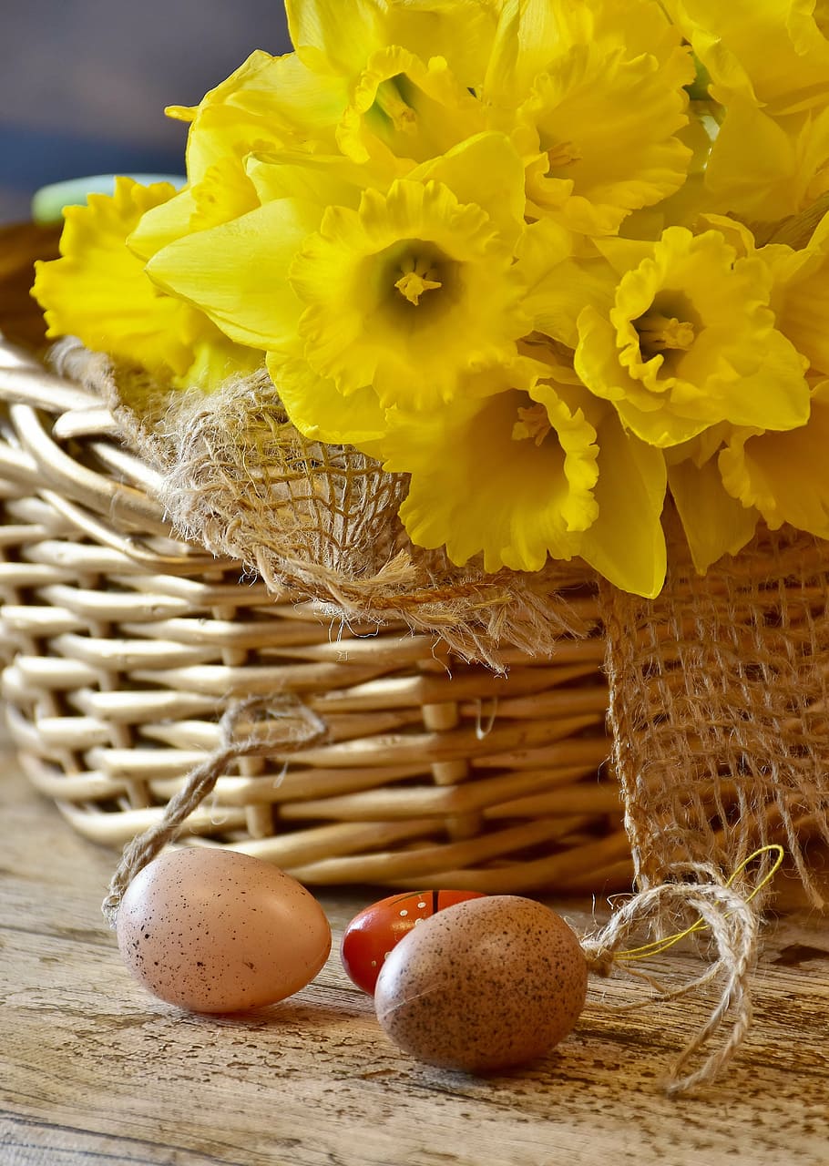 yellow daffodil flowers and two egg decors, daffodils, spring HD wallpaper