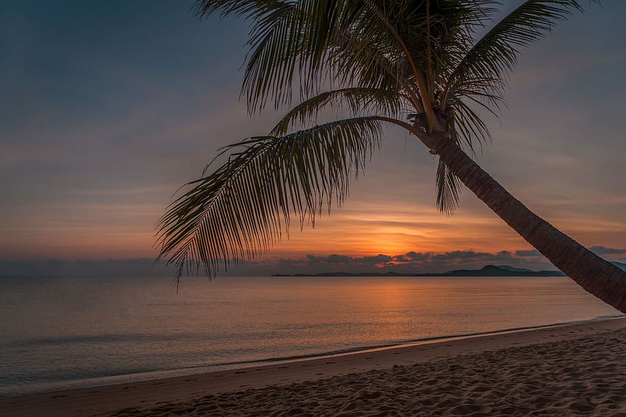 coconut tree near sea shore under golden hour, palm tree, summer HD wallpaper