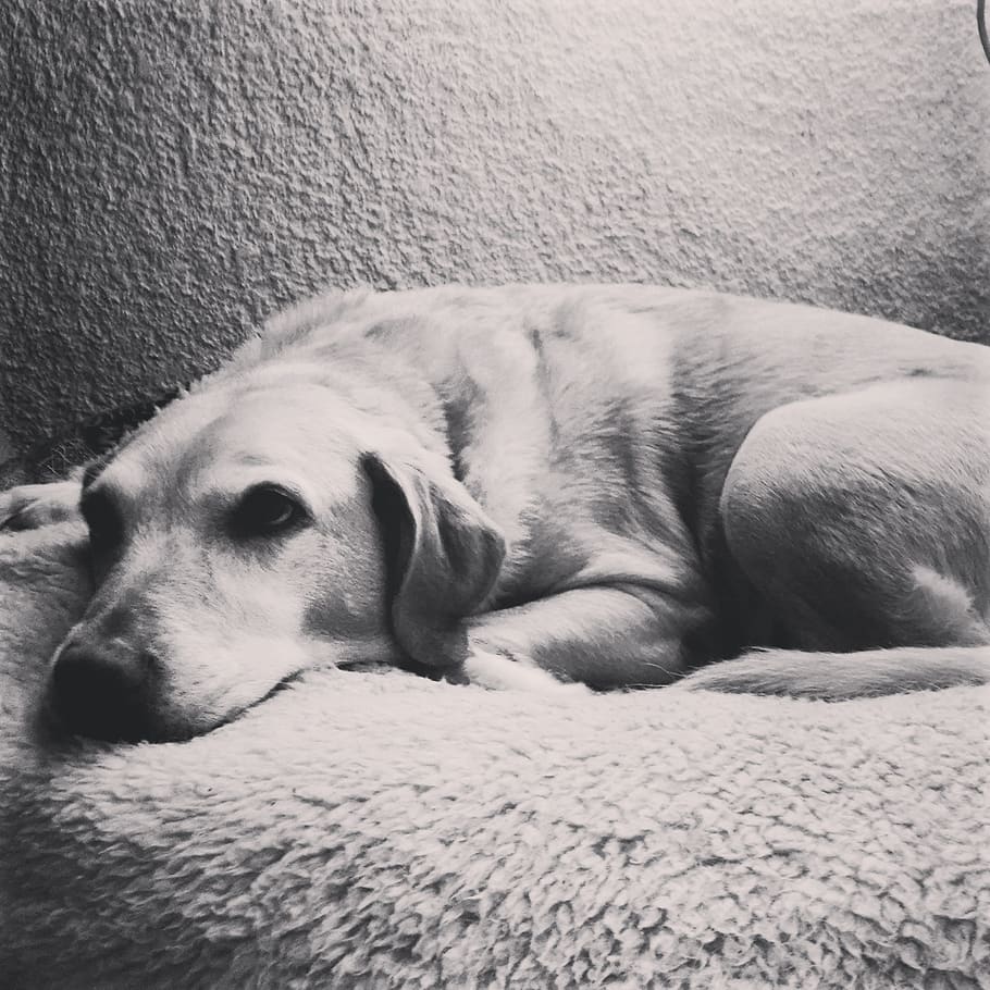 labrador, laziness, black and white, resting, friend, sleep, HD wallpaper