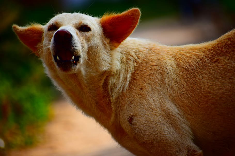 10100 Scary Dog Stock Photos Pictures  RoyaltyFree Images  iStock   Big scary dog