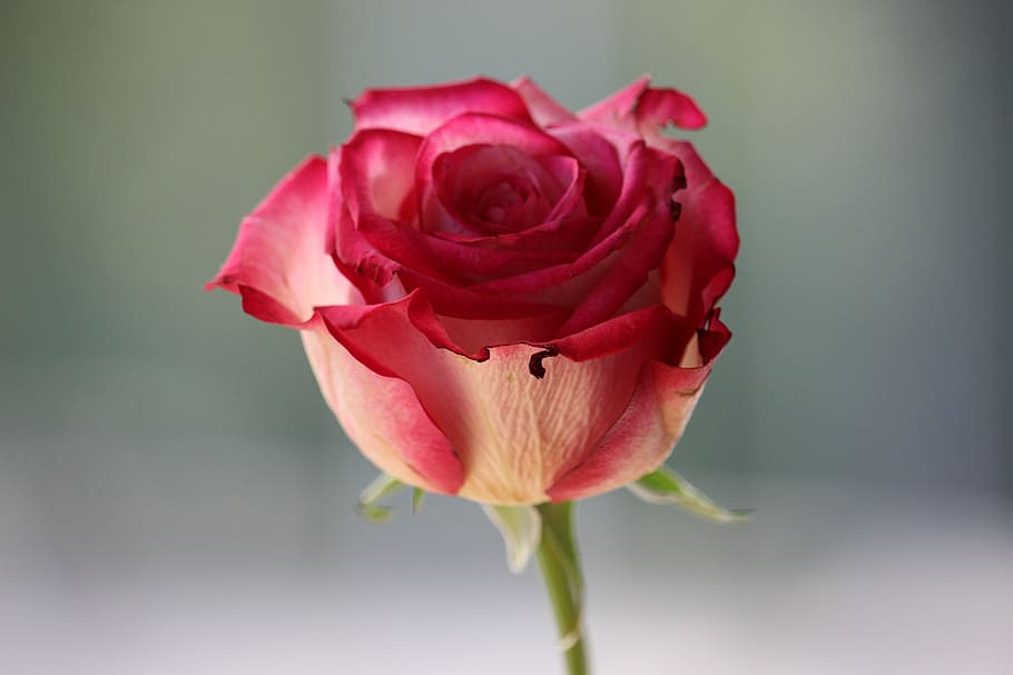 pink rose, nature, flower, flowering plant, beauty in nature HD wallpaper