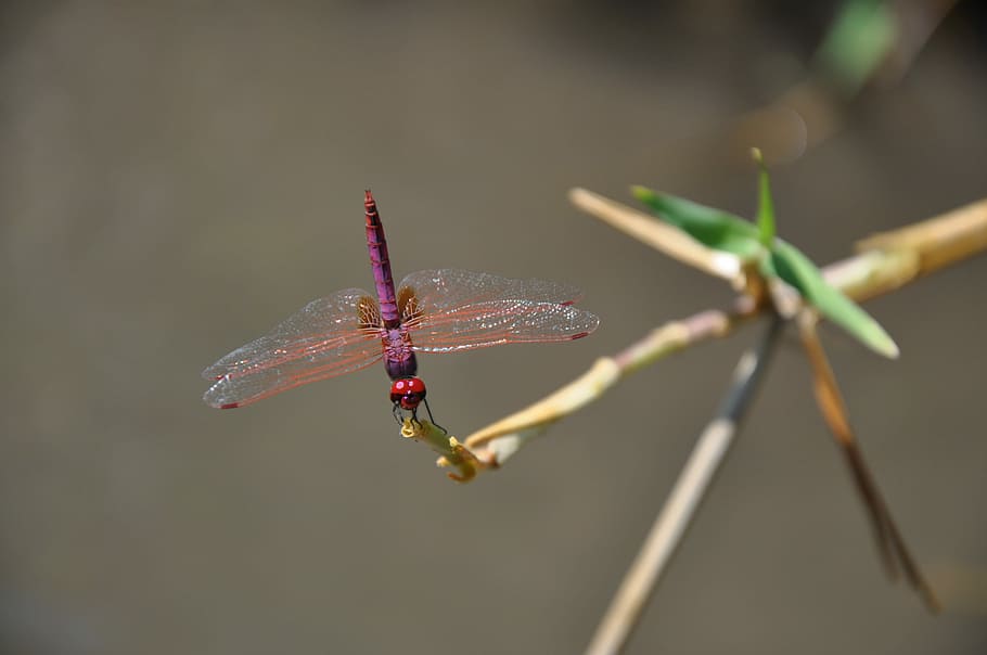 Dragonfly, Red, Bug, Nature, Insect, animal, wing, branch, biology HD wallpaper