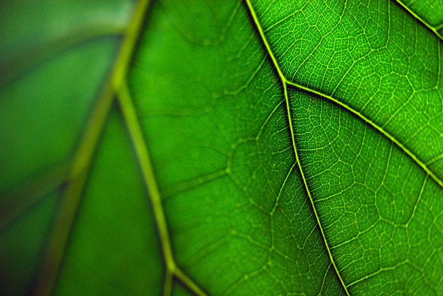 leaf, green, macro, green leaf, nature, plant, natural, botany HD wallpaper