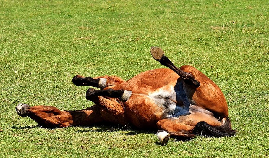 horse, coupling, left out, play, rolling, meadow, funny, pasture HD wallpaper