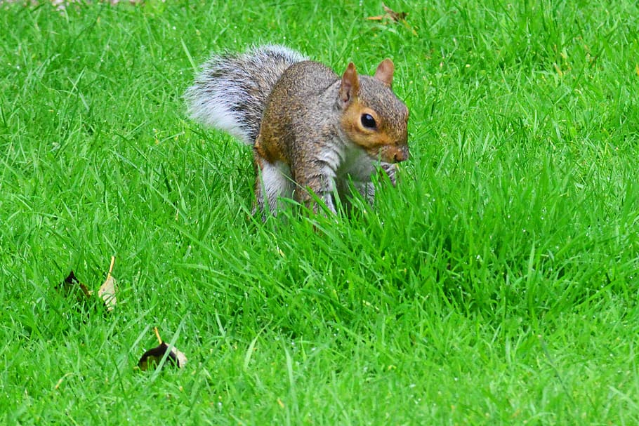 grey squirrel, front view, rodent, animal, mammal, grass, nature HD wallpaper