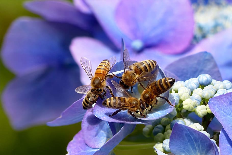 focused photo of black-and-brown wasps, plant, hydrangea, plate hydrangea HD wallpaper