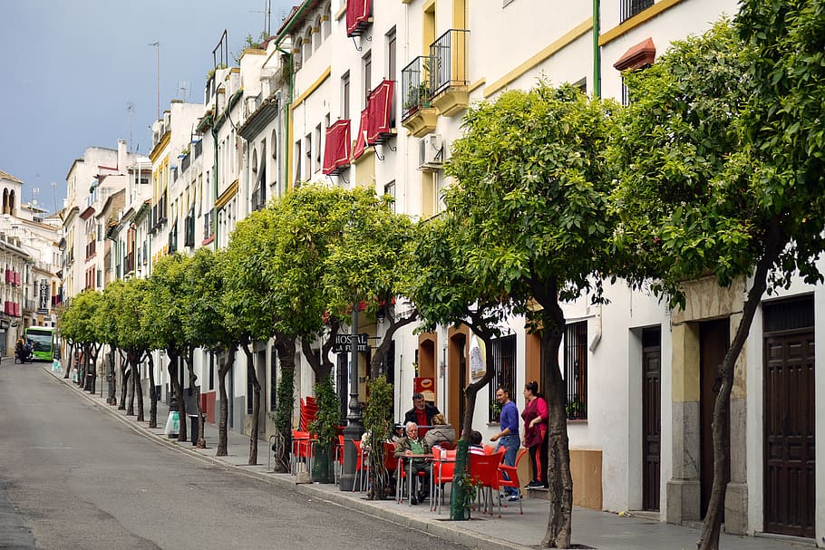 people near green trees beside road during dayyime, spain, cordoba