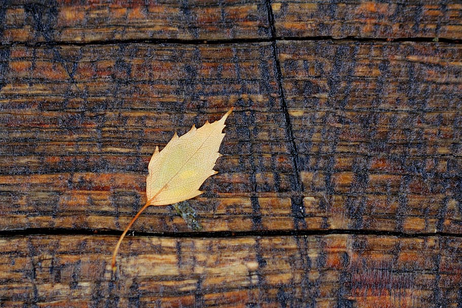 leaf, wood, yellow, stock, pattern, nature, background, texture HD wallpaper