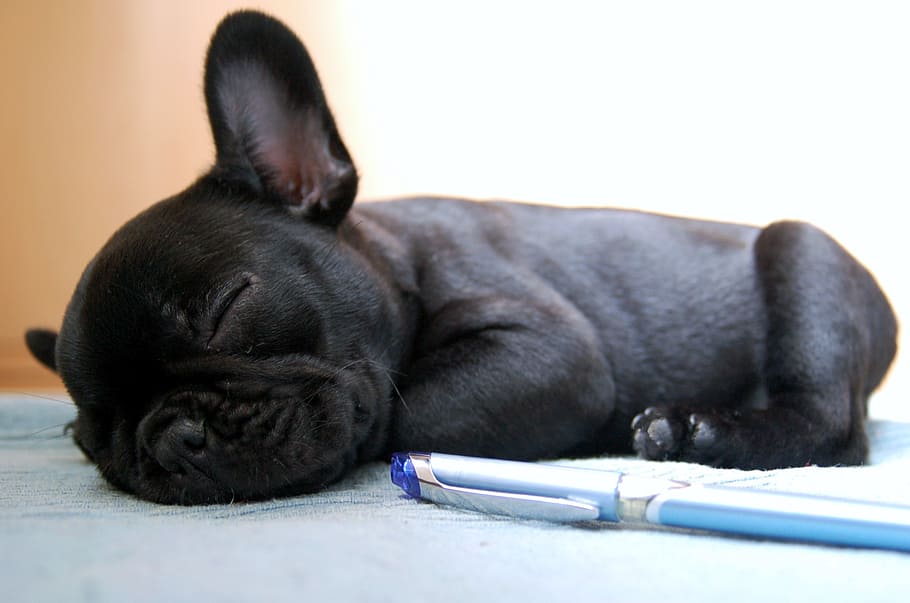 black puppy sleeping on gray surface, dog, dogs, bulldog, animals