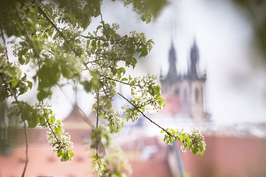 spring, flowers, city, spring blossoms, spring bloom, prague HD wallpaper