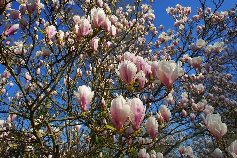 white and pink petal flowers, magnolia, tulip magnolia, early bloomer, HD wallpaper