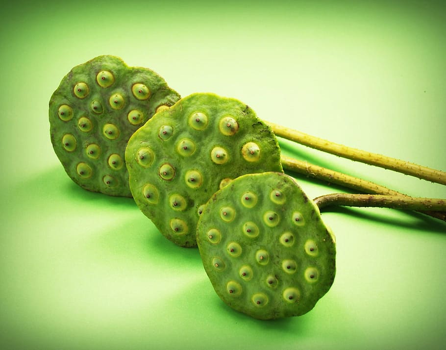 lotus, seed, flower, leaf, pod, indian, closeup, isolated, produce HD wallpaper