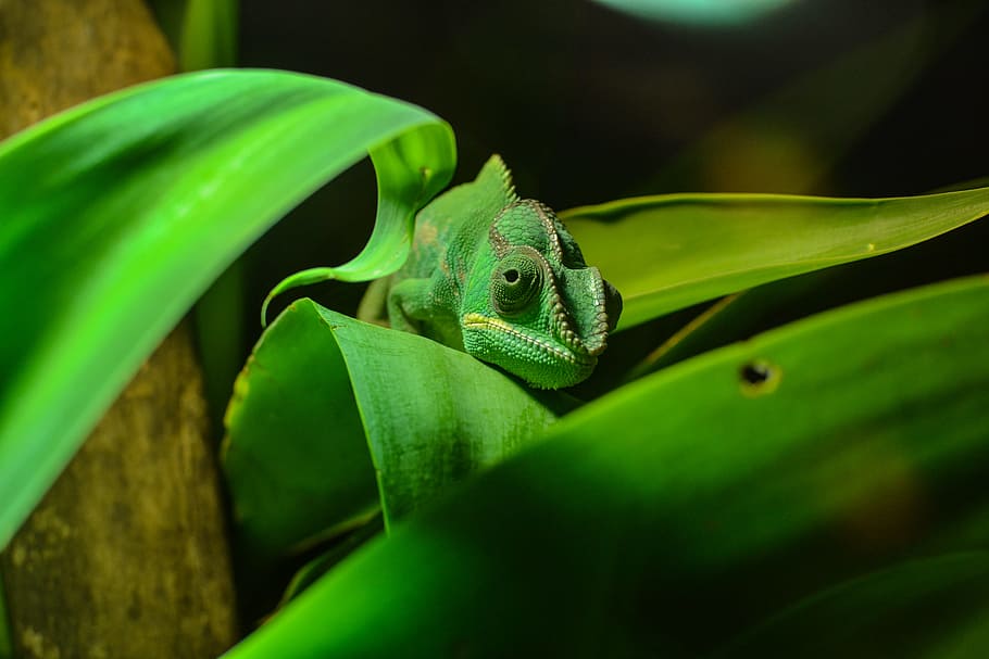 green chameleon on green leaf, shallow focus photography of green lizard