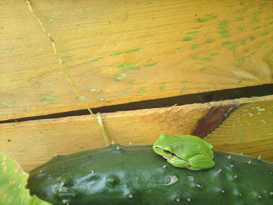 tree frog, cucumber, fence, garden fence, green color, animal HD wallpaper