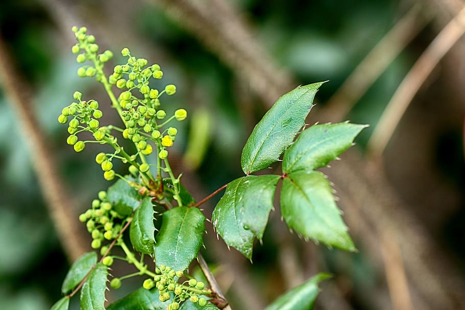nettle, growth, nature, leaf, plant, plant part, green color HD wallpaper