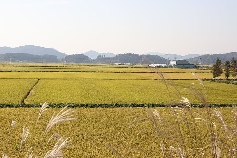 plain, ch, rice paddies, landscape, environment, field, agriculture HD wallpaper