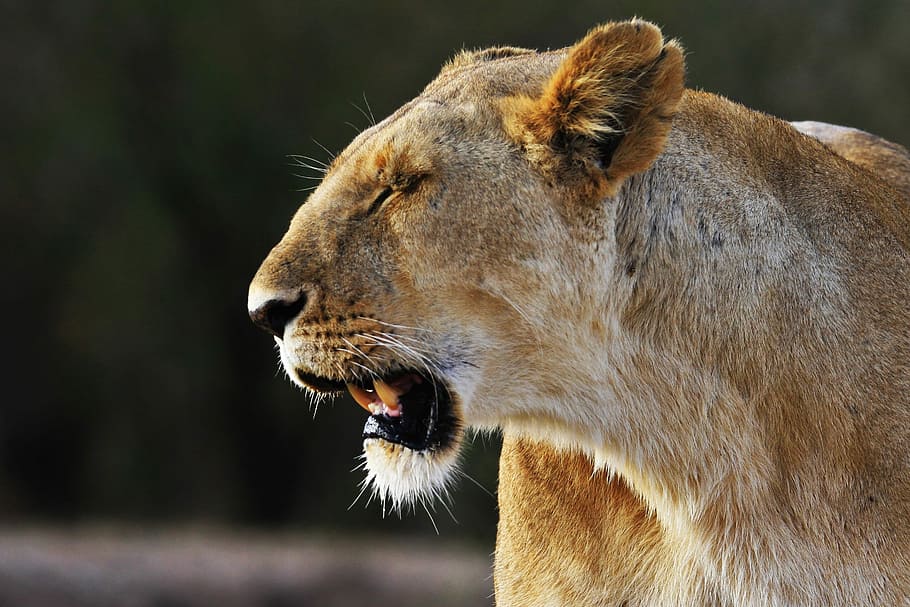 shallow focus photography of lioness, lioness in shallow focus shot HD wallpaper