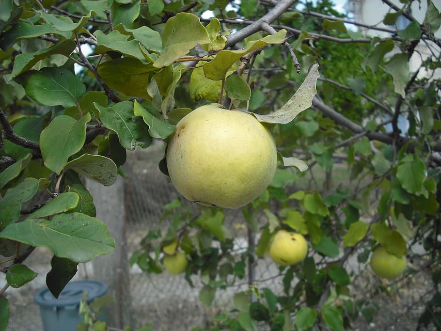 fruit, garden, fruit tree, leaf, plant part, healthy eating HD wallpaper