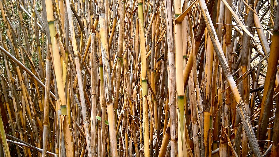 cane, arundo donax, stems cylindrical, vegetable, botany, nature HD wallpaper