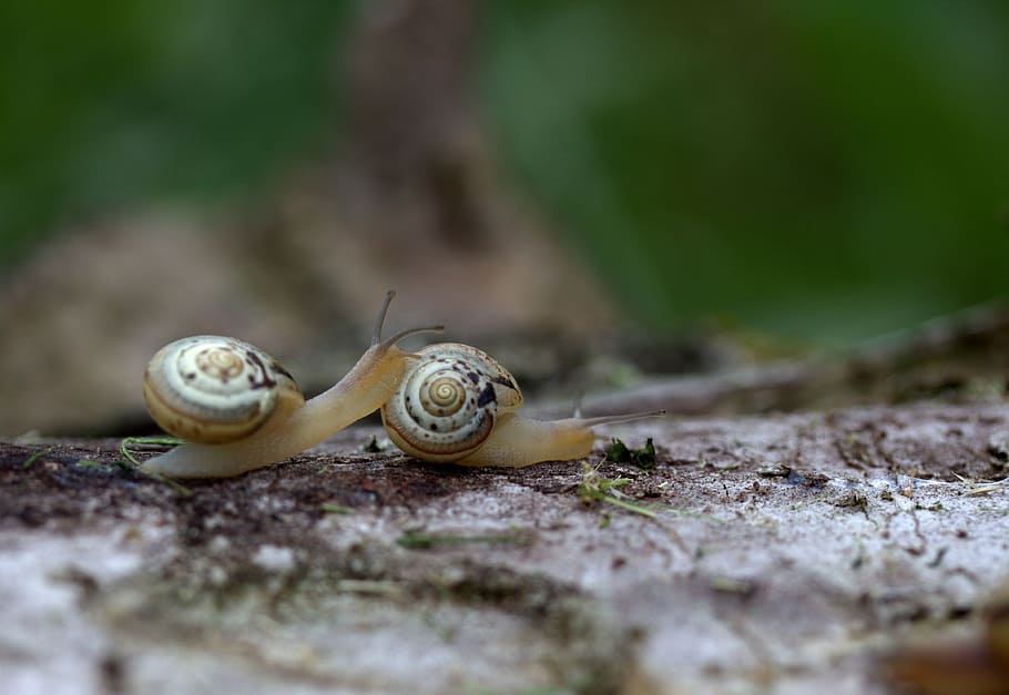 snails, pair, shell, love, mollusk, animal, animal wildlife HD wallpaper