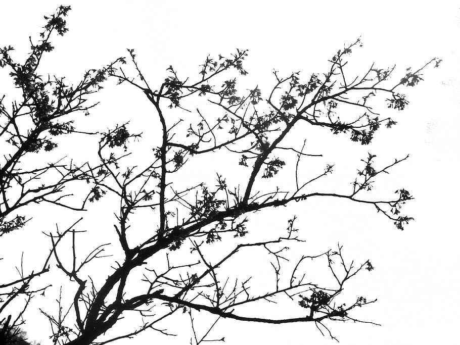 bare tree under white sky during daytime, shadow, black, ink HD wallpaper