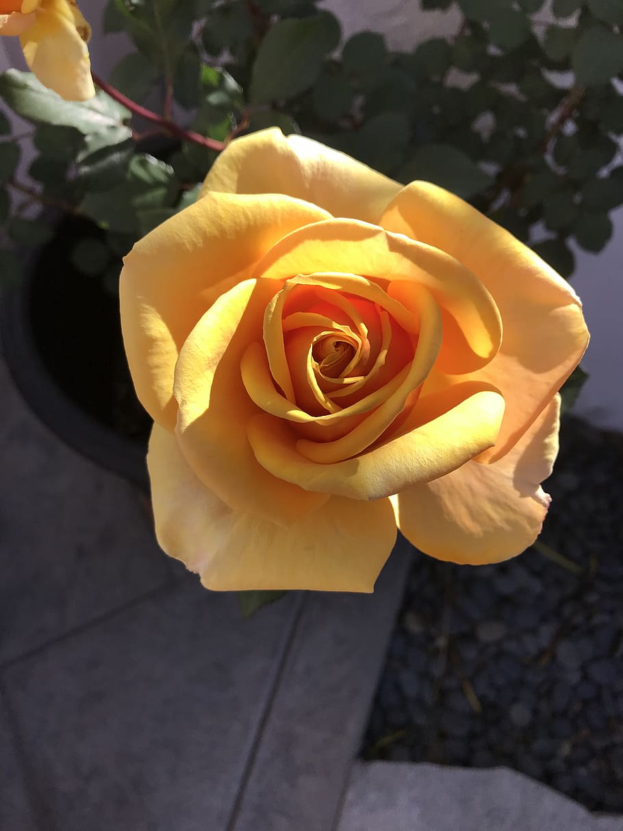 yellow, rose, flower, flowering plant, beauty in nature, freshness HD wallpaper