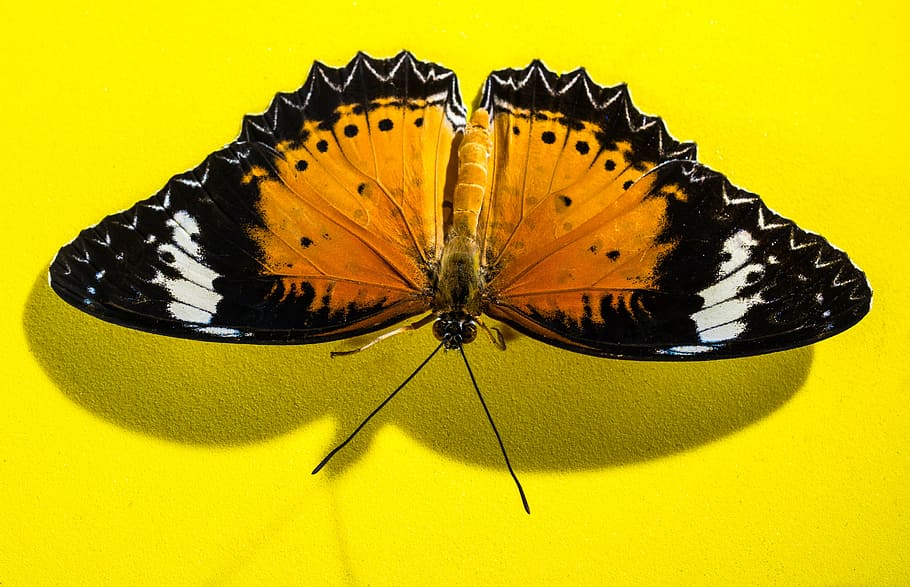 black and brown butterfly, insect, invertebrate, yellow, animal themes HD wallpaper