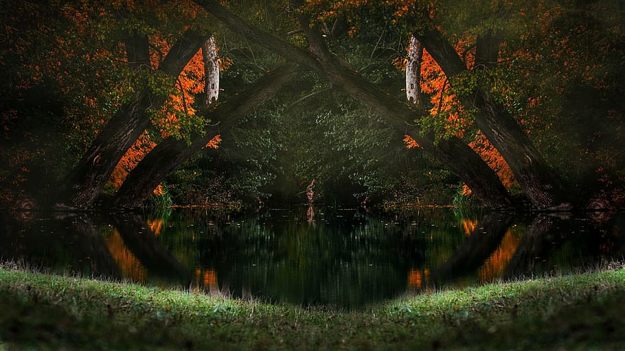nature, trees, water, forest, leaf, park, season, environment HD wallpaper