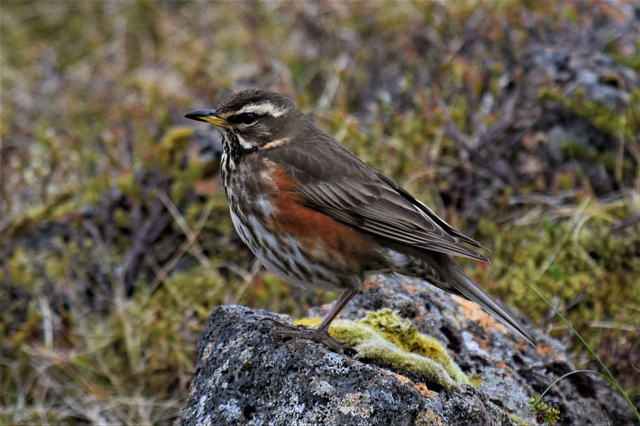 Turdus Iliacus, Thrush, redwing, wild life, bird, nature, camouflage HD wallpaper