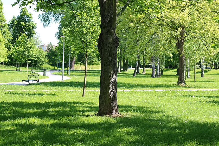tree, park, bench, stromovka, spring, landscape, nature, city ​​park HD wallpaper