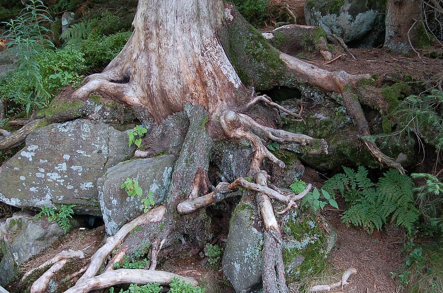 stones, root, nature, forest, rooted, mystical, tree, plant HD wallpaper