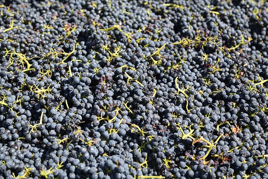 pile of grapes, vineyard, harvest, wine, nature, winery, green, HD wallpaper