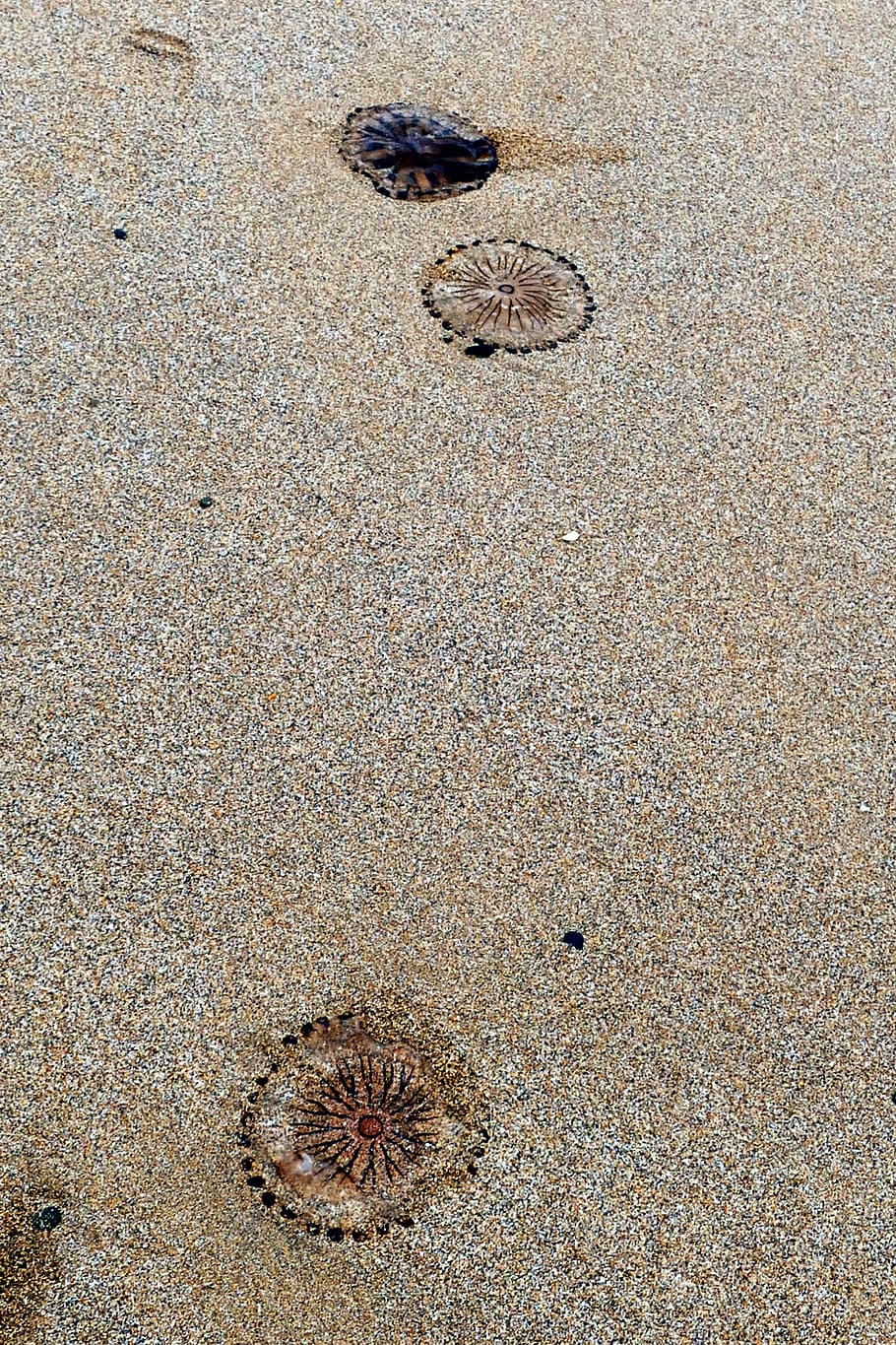 beach, jellyfish, sea, sand, nature, ocean, life, water, beached, HD wallpaper