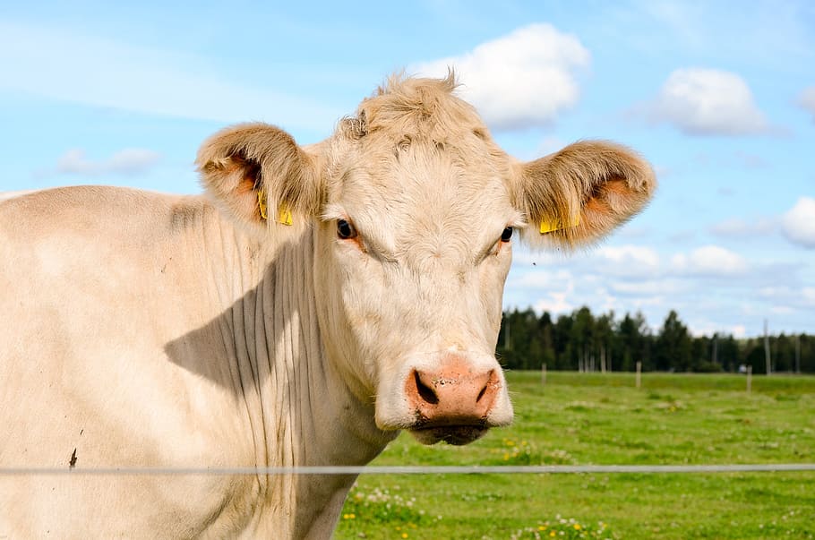 the cow, charolais, countryside, pasture, livestock, animal, HD wallpaper