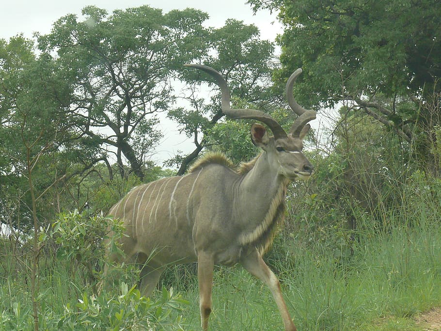 kudu, africa, animal, mammal, herbivore, male, horns, wild, HD wallpaper