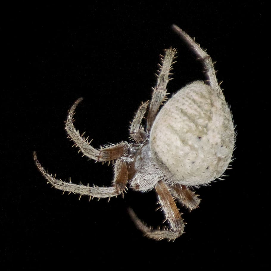 spider, bug, insect, nature, arachnid, insects, spooky, black background HD wallpaper