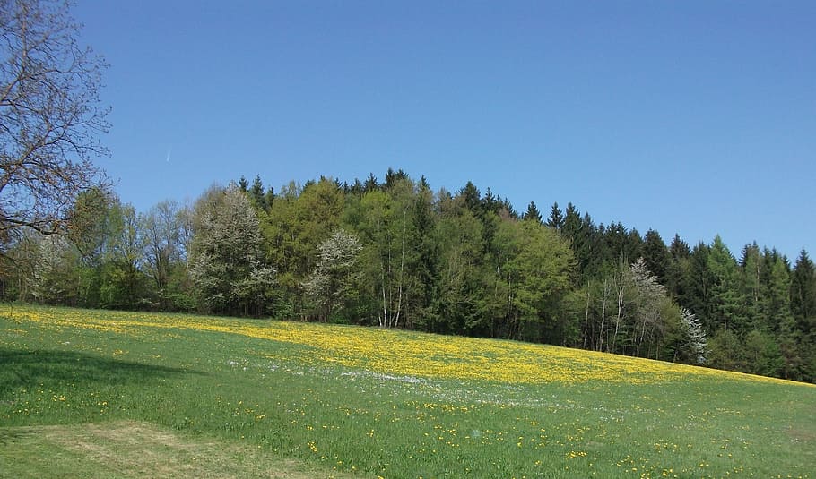 meadow, forest, nature, green, flowers, landscape, trees, summer HD wallpaper