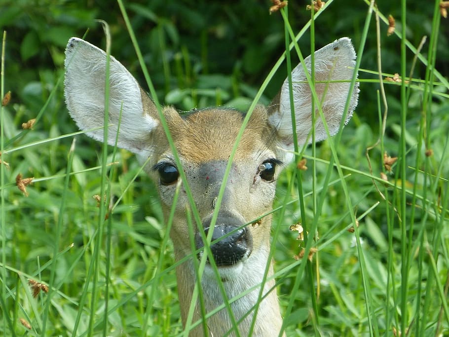 deer, doe, peeking, wildlife, nature, looking, head, female HD wallpaper