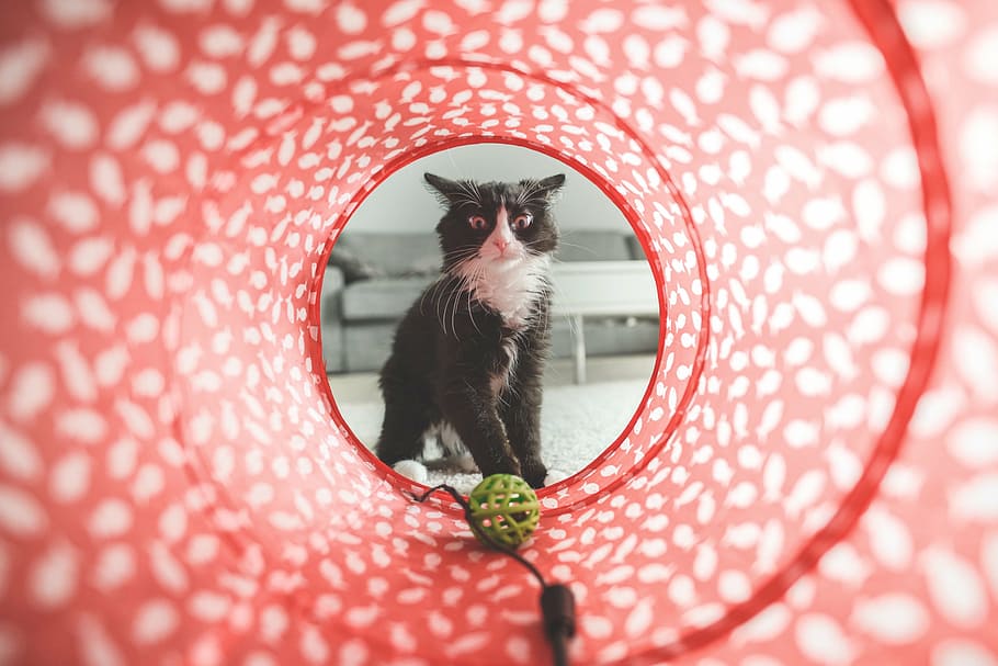 tuxedo cat looking on green plastic ball in agility tunnel HD wallpaper
