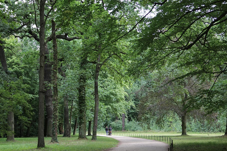 tree, forest, germany, forest trees, green, nature, environment HD wallpaper