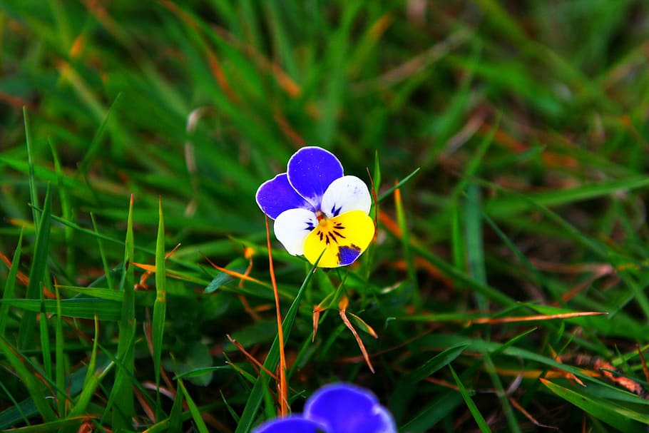flower, close, nature, blue, white, yellow, blossom, bloom HD wallpaper