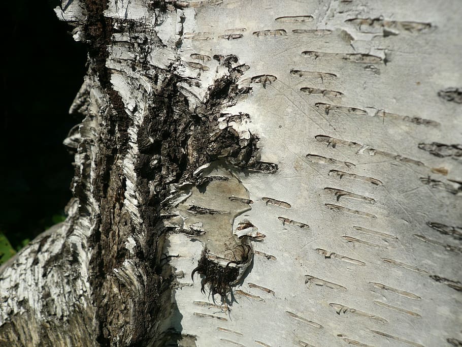 nature, bark, tree, birch, detail, tree trunk, plant, day, no people HD wallpaper