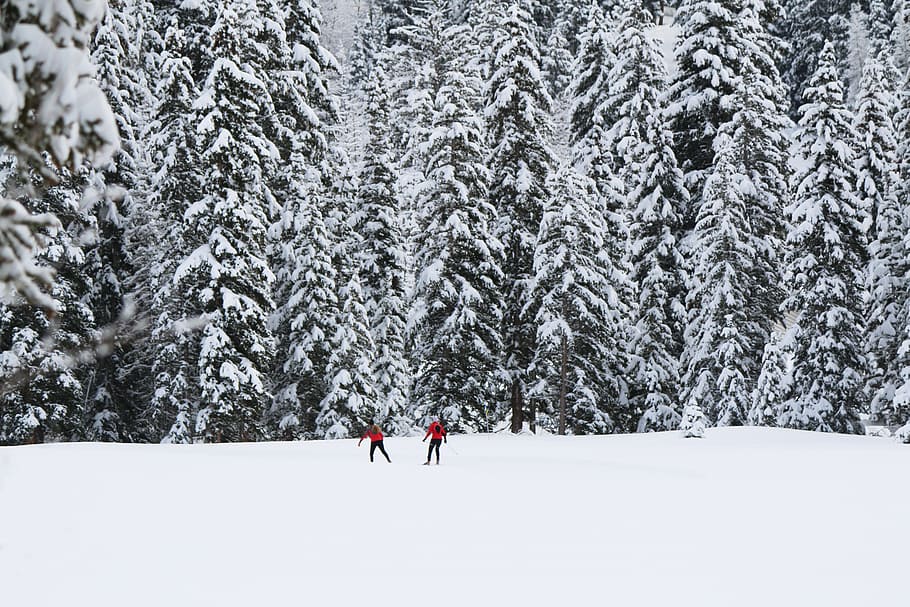 two people standing on snow plain in front of trees, two person standing on snow field behind pine trees during winter season HD wallpaper