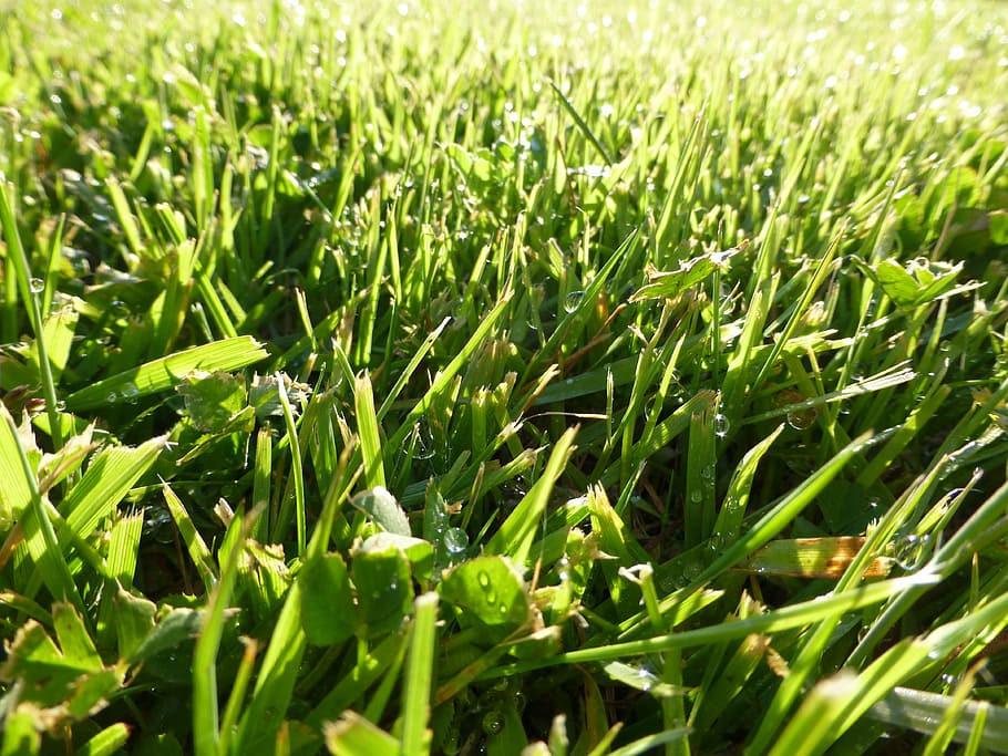 grass, macro, light, morning, plant, nature, dew, close up HD wallpaper