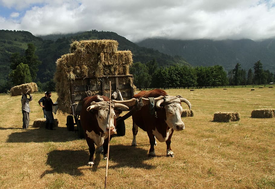 Chile, South, Farmer, chilean, agriculture, farming, countryside HD wallpaper
