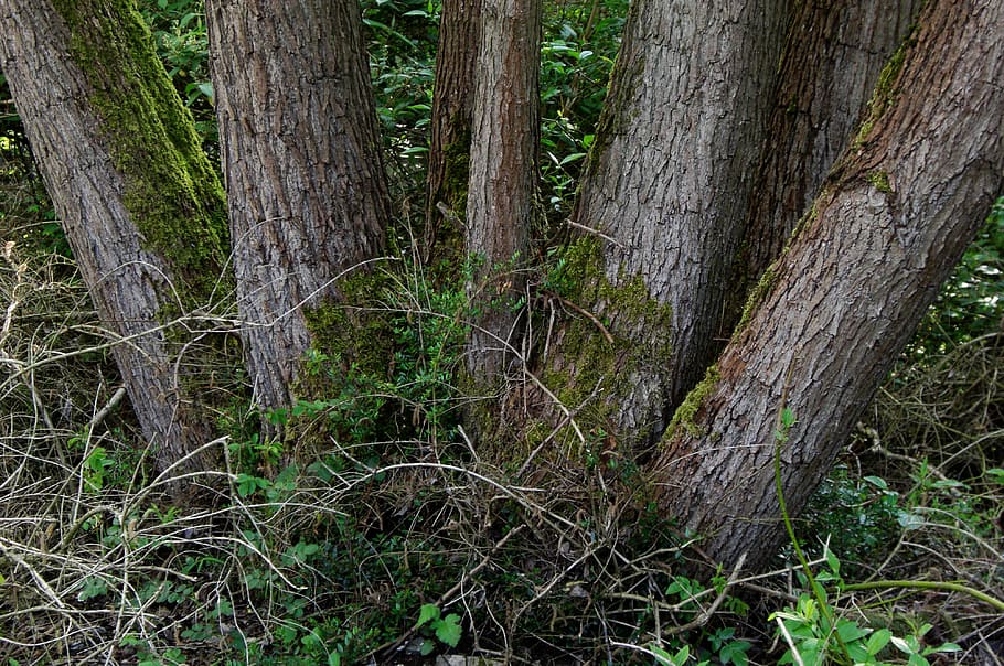 tree trunks, nature, bark, tribe, plant, forest, land, no people HD wallpaper